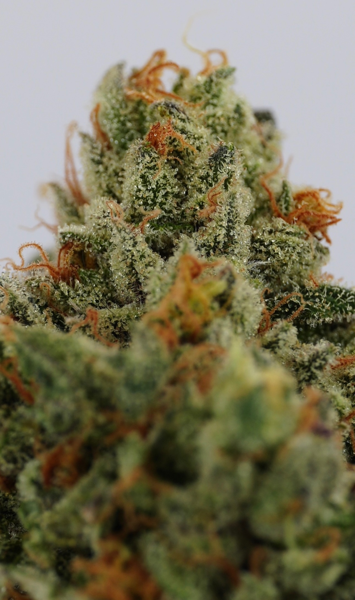 Frosty Fumeberries cannabis nug